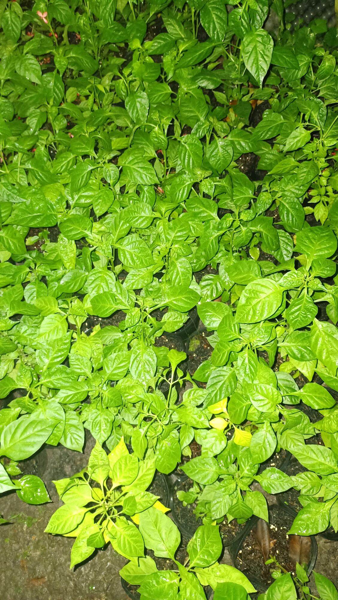 ớt peru cây giống
