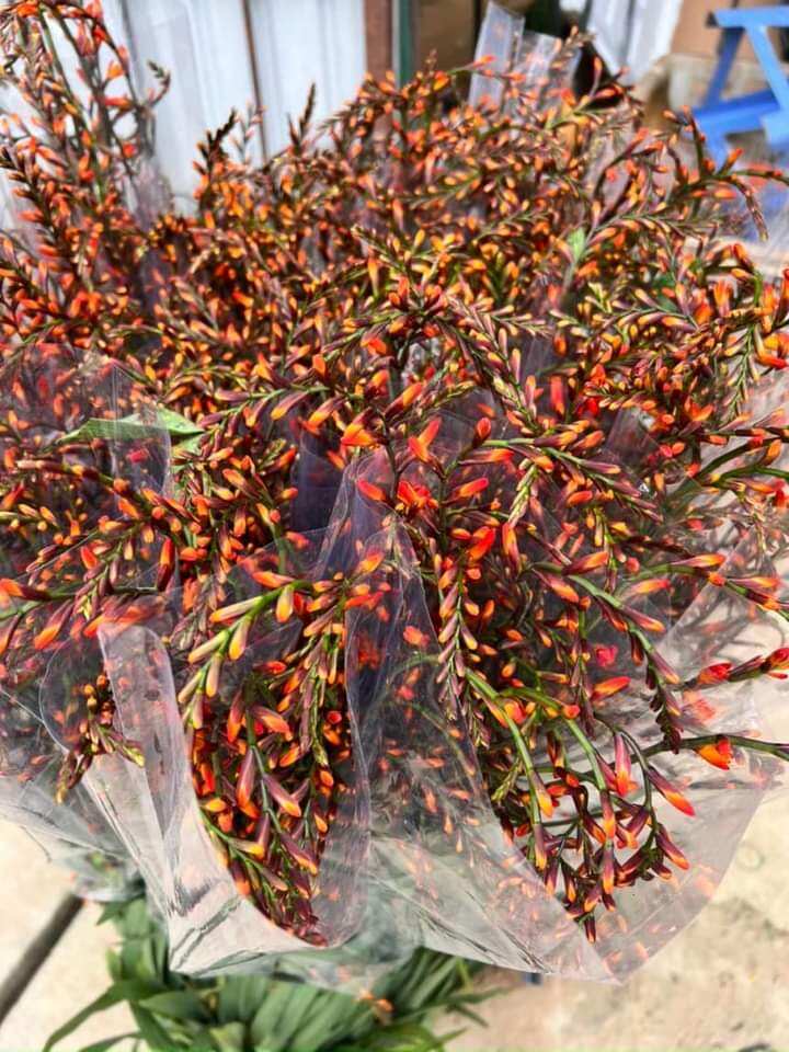 Chậu giống hoa dơn lúa