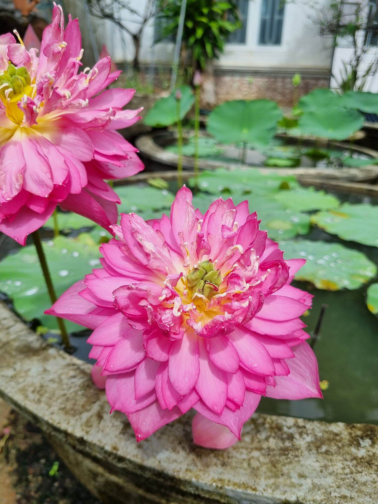 Combo 5 củ sen ngẫu nhiên