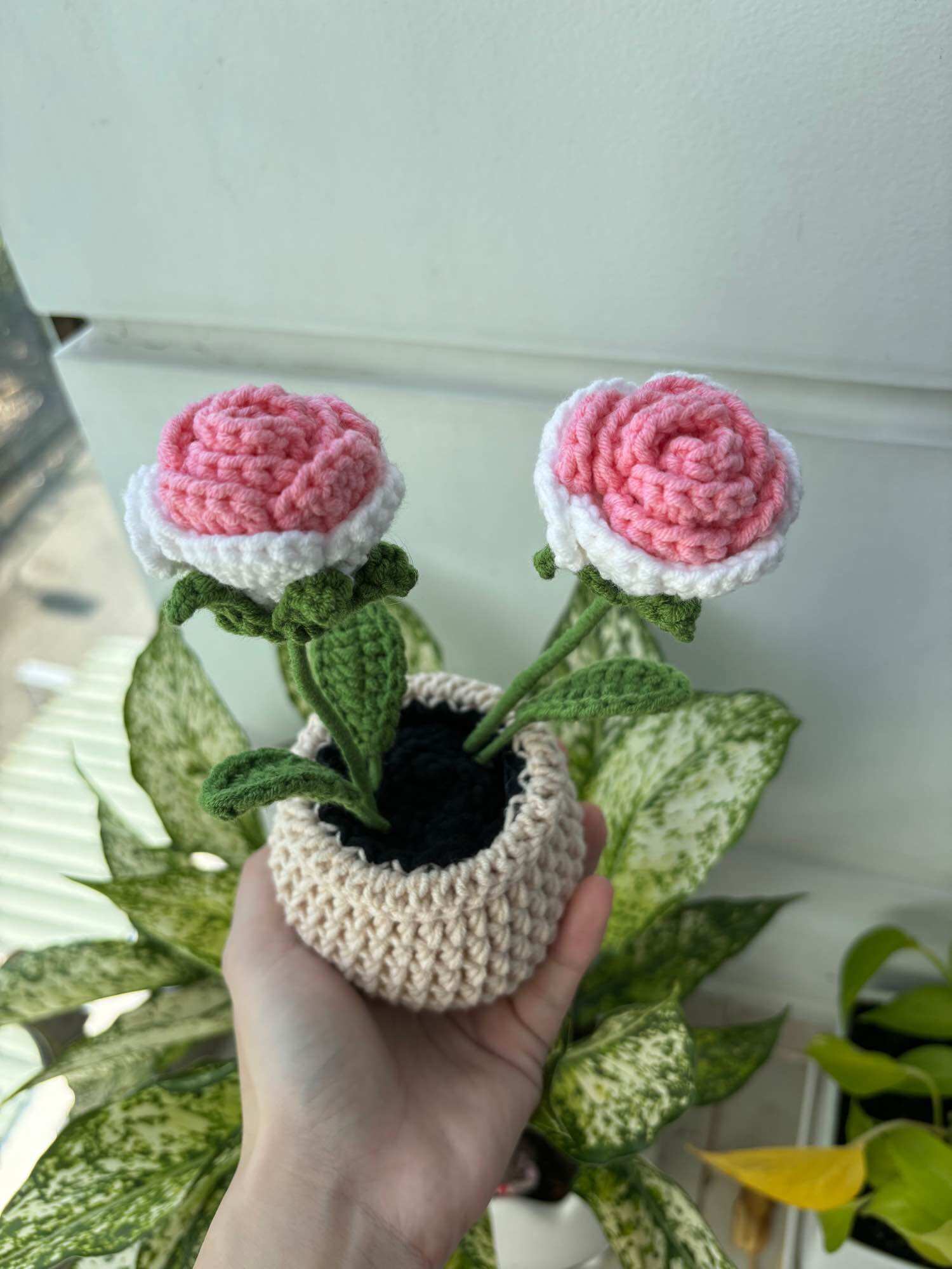 Two-color roses potted flowers