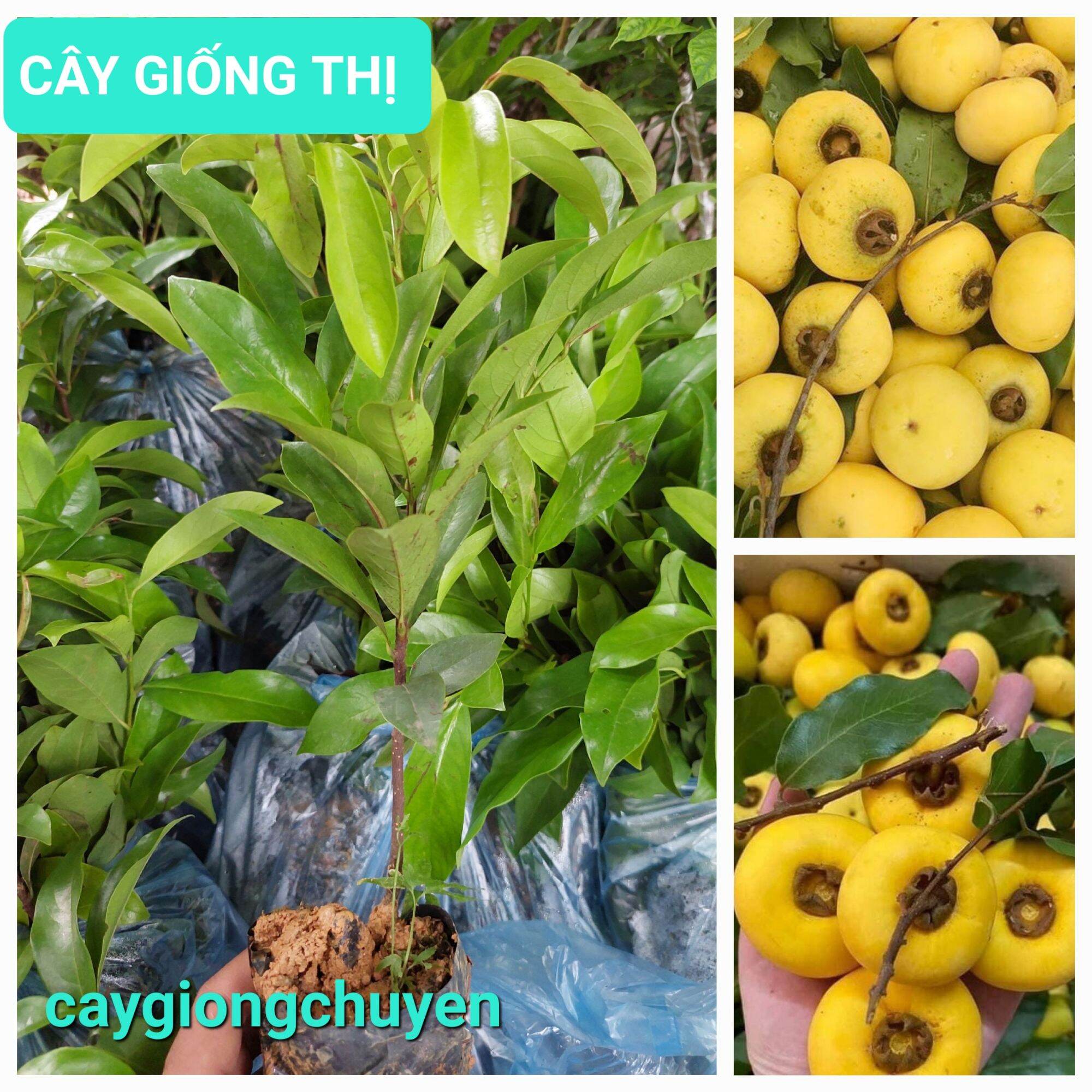 Cây giống thị