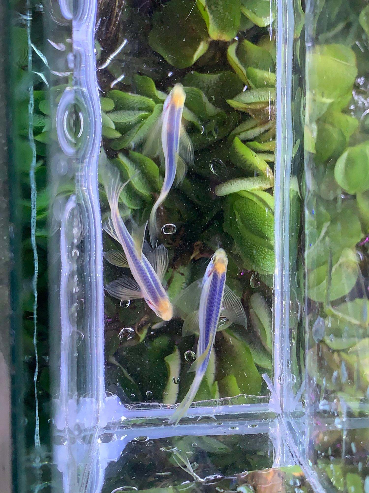 Sọc ngựa cánh tiên tím size to - Q3 - 1