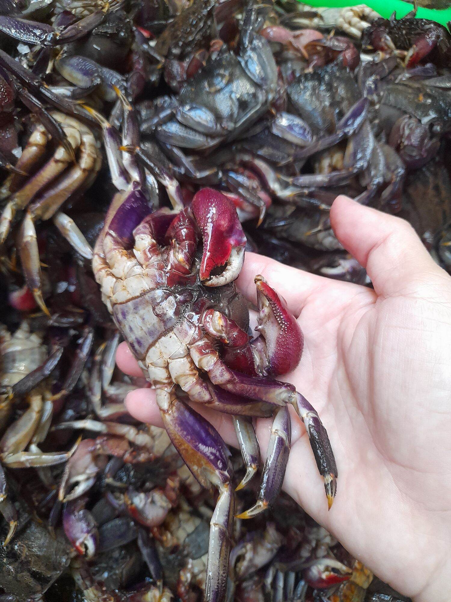 Ba khía muối