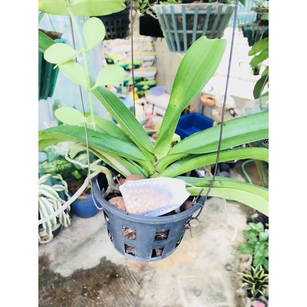 Set 100 túi lọc trà đựng phân tan chậm các loại, cỡ 5*7