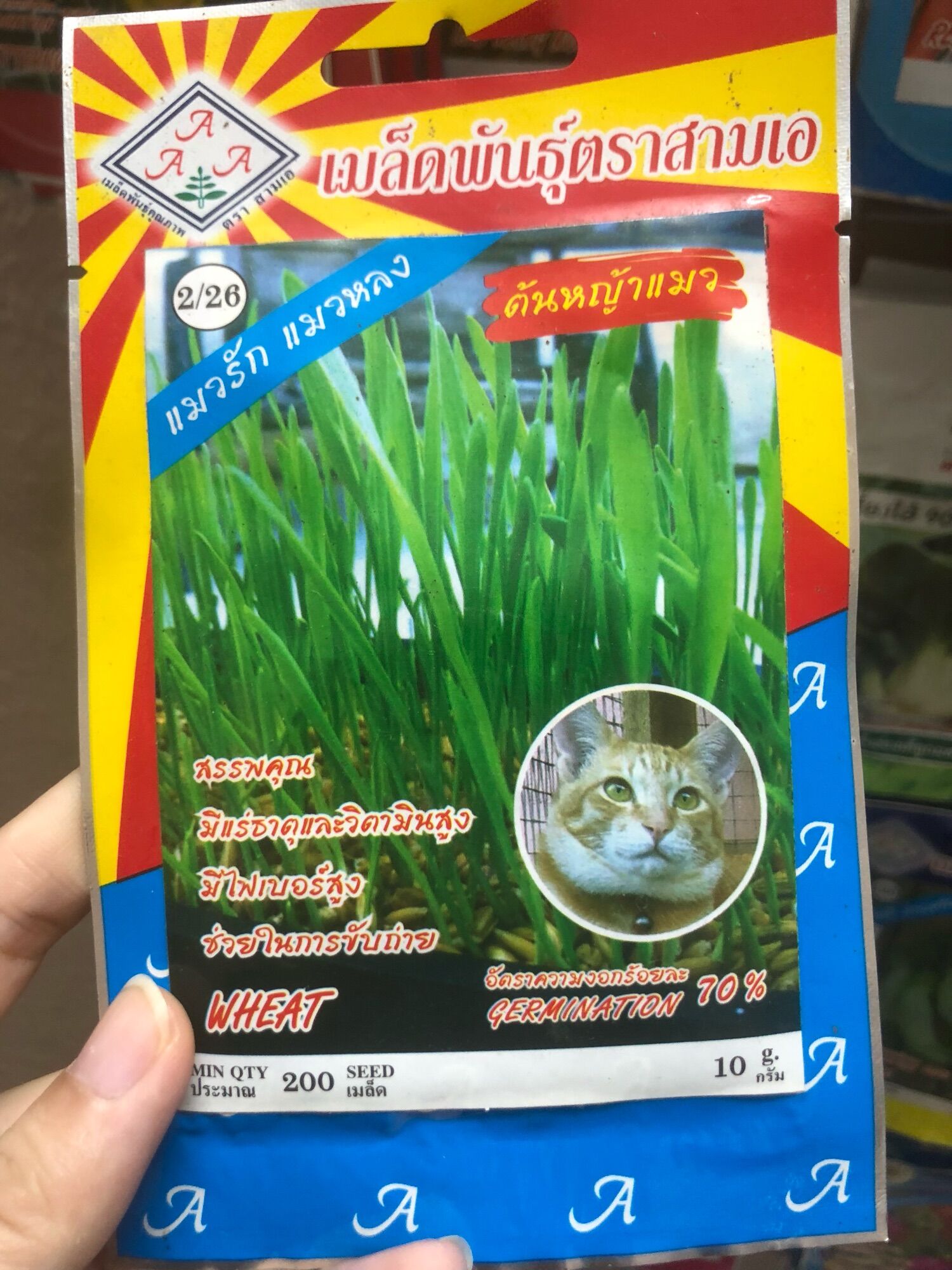 Hạt giống cỏ mèo wheat