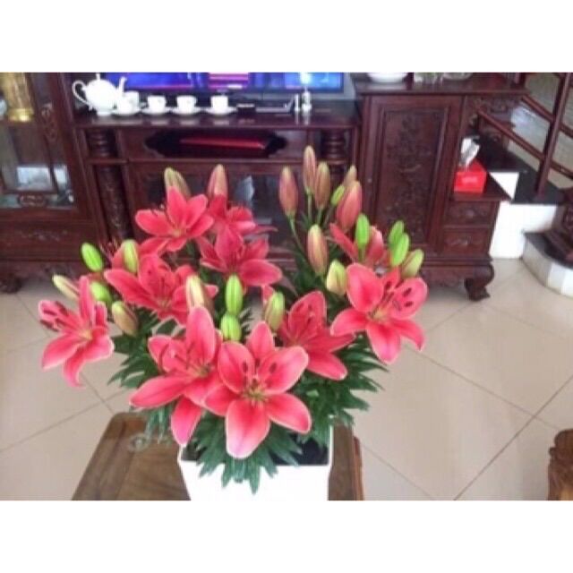 Củ ly lùn hà lan-1 củ HOA TẾT