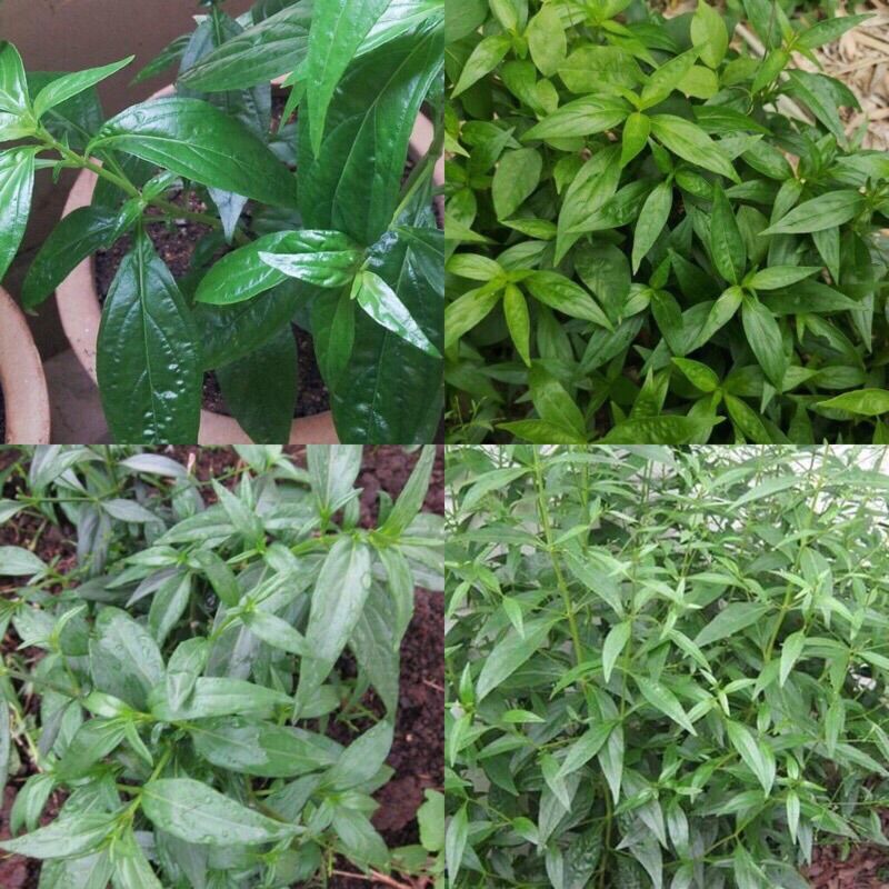 Hạt giống cây xuyên tâm liên gói thái lan
