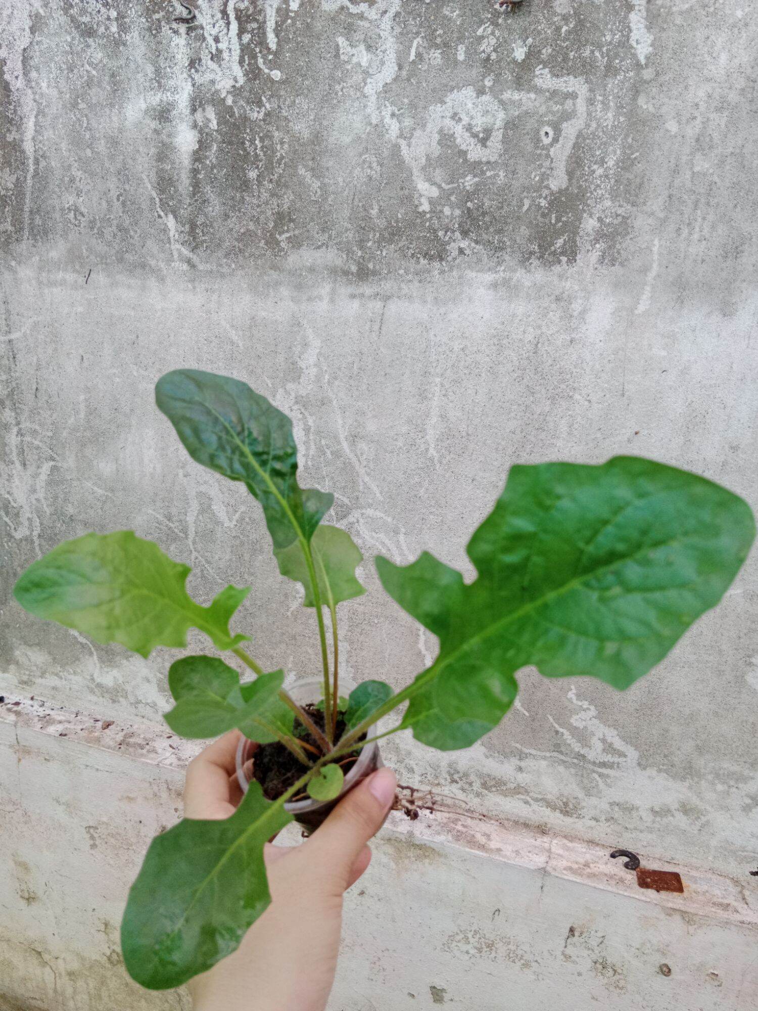 CÚC ĐỒNG TIỀN TÍM (mua 10 tặng 1 mini)