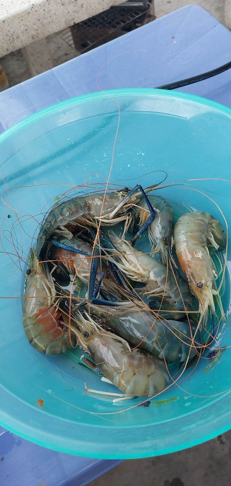 TINH MÙI CÂU TÔM CÀNG XANH MAYME
