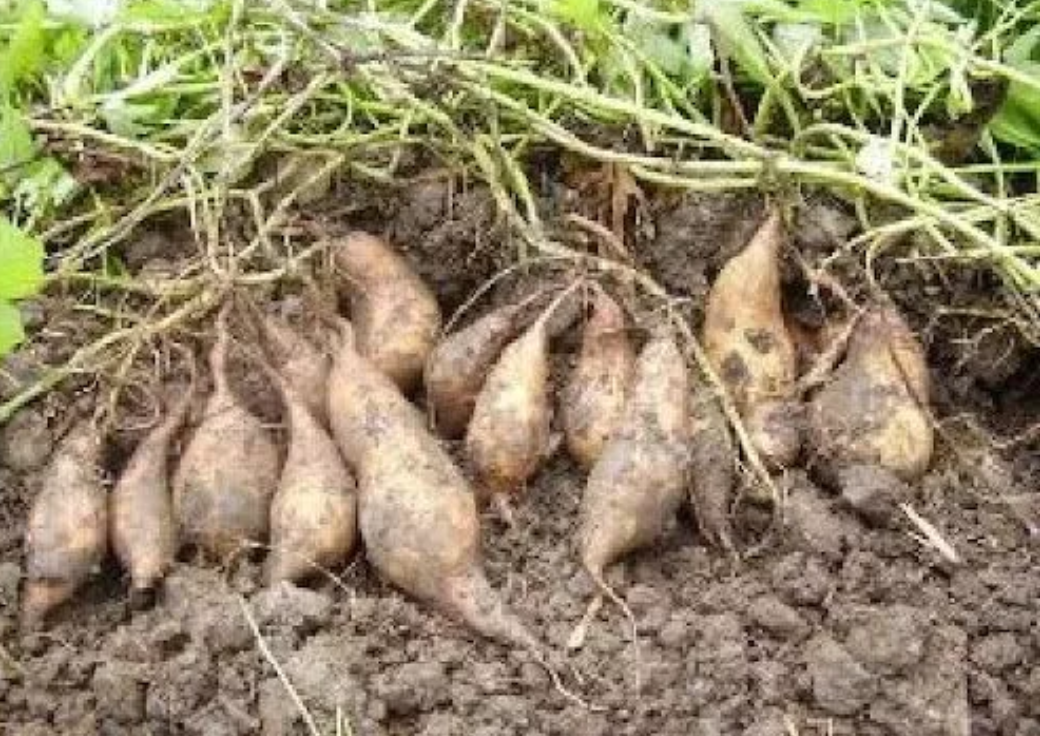 2kg khoai lang sữa LOẠI TO