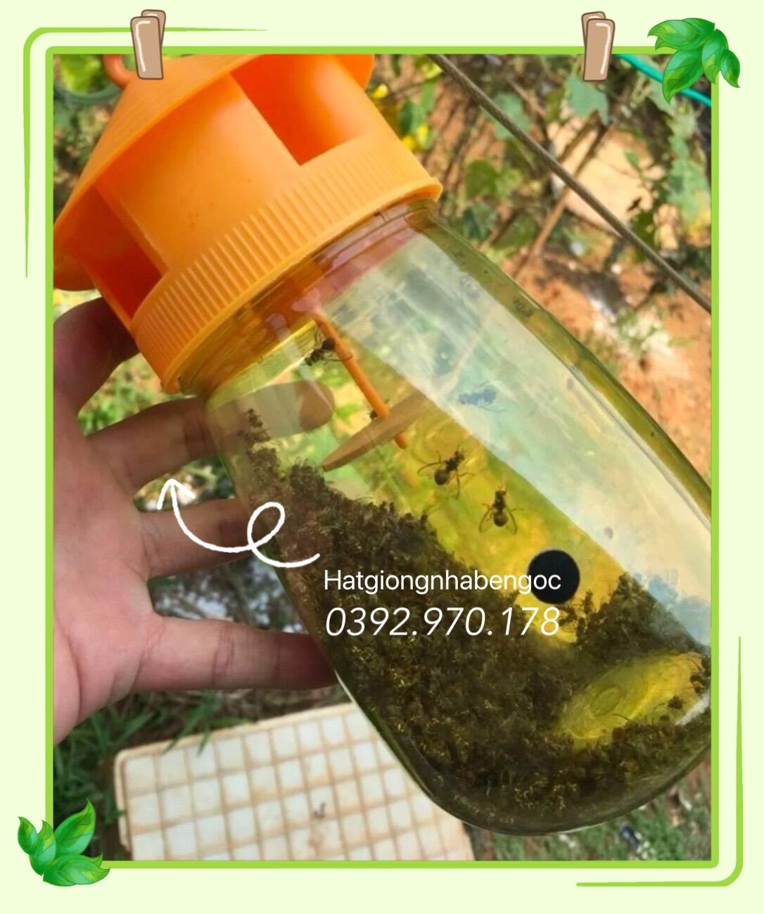 BẪY DẪN DỤ BẮT RUỒI VÀNG
