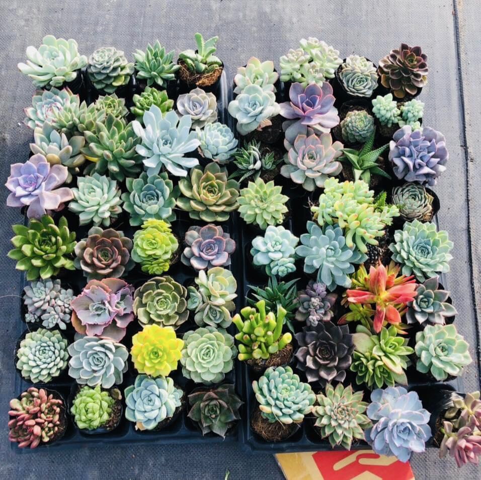 Sen đá combo 32 cây size bầu