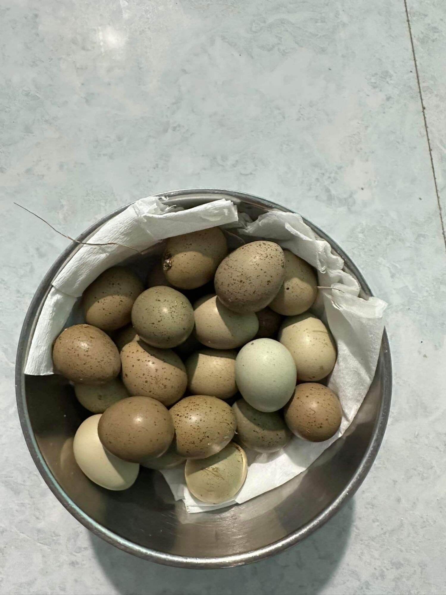 Combo 12 trứng gà Rutin có trống, có cồ, trứng ấp nở con(Gà nhỏ nhất thế giới, Cút cảnh, cút kiểng, cút Thái, cút China, King Quail)
