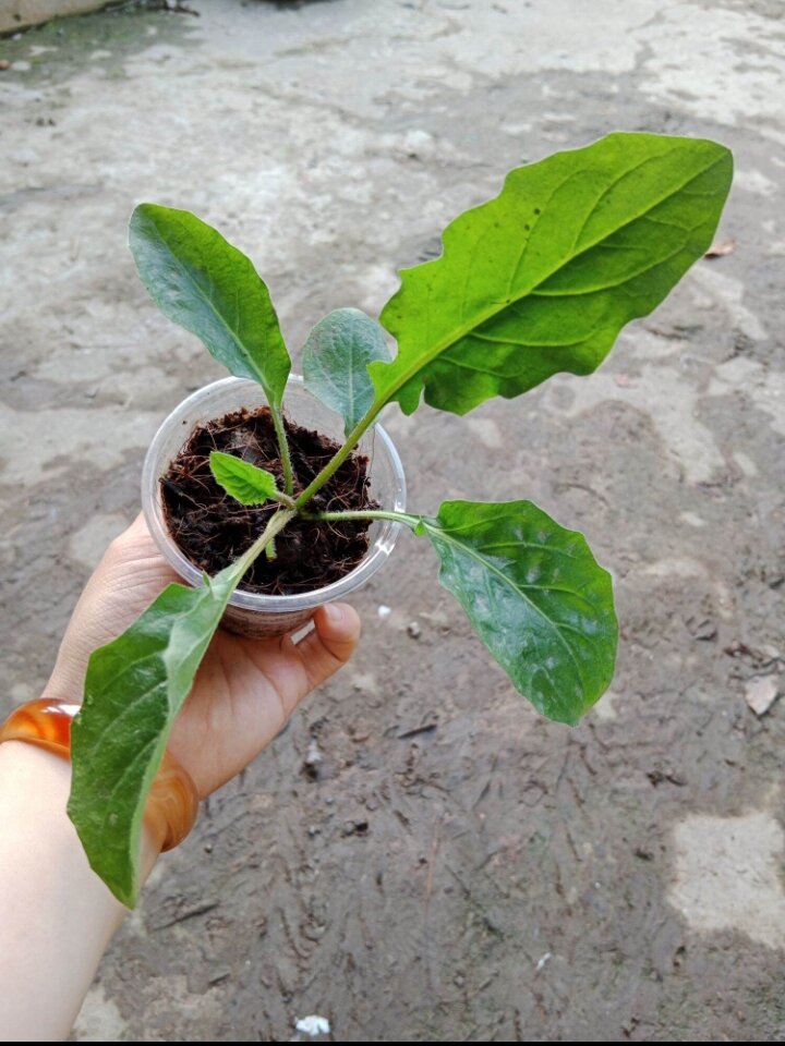 (Cây bé) CÚC ĐỒNG TIỀN VÀNG NHỤY ĐEN