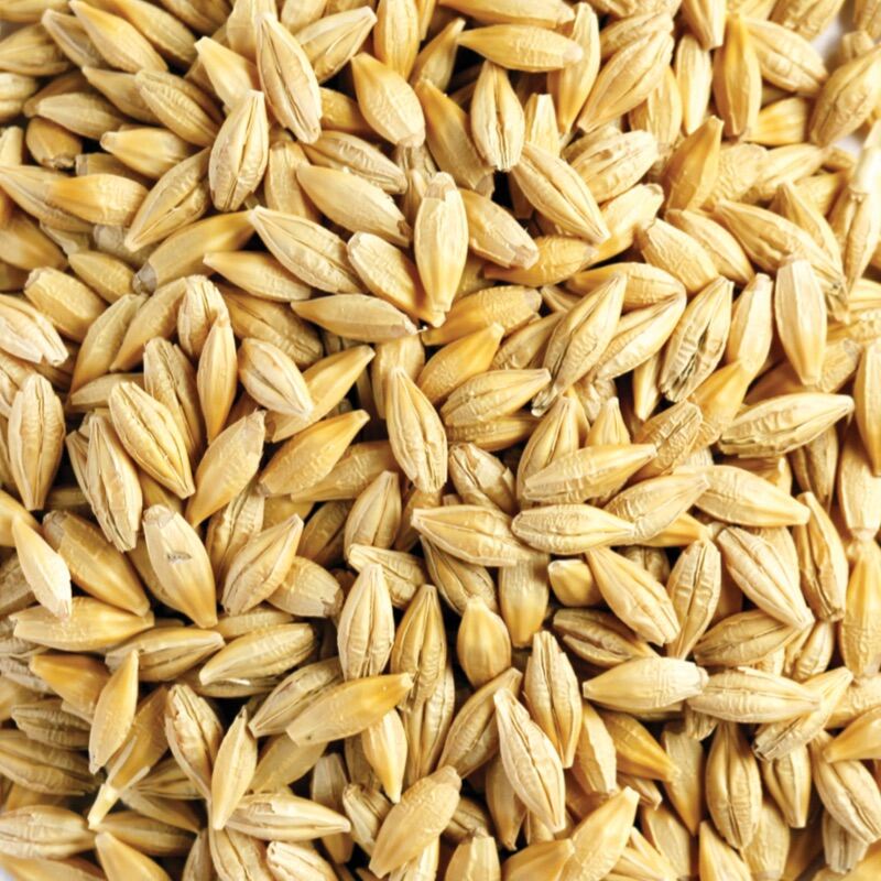 2kg hạt Lúa Mạch/Đại Mạch (Barley Seed) thức ăn dinh dưỡng cho thú cưng cung cấp nhiều chất xơ.