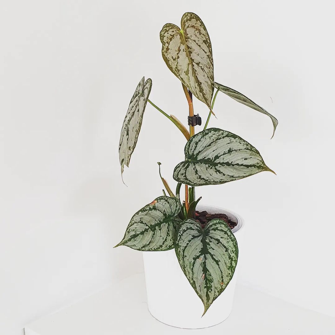 Philodendron Brandtianum