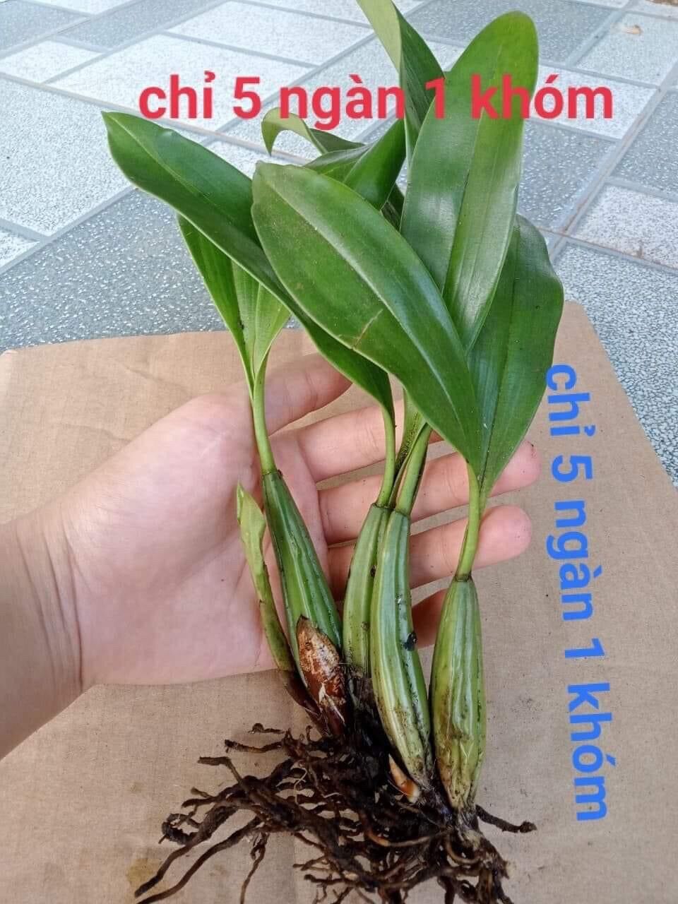 Hoa lan vũ nữ tonia
