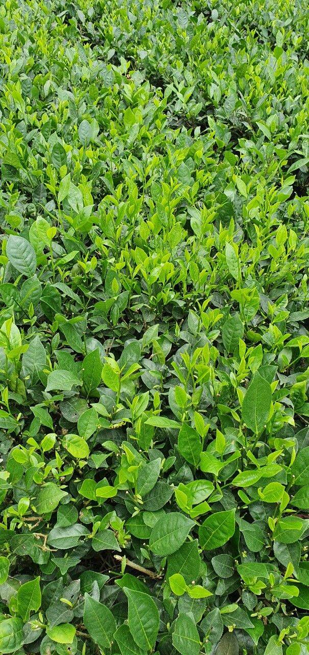 cây chè xanh