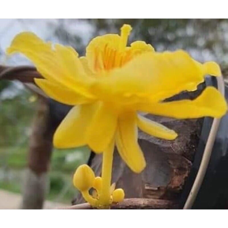 [HCM]Mai lá ngọc cành vàng cây mai đột biến (giống mới 2022 hoa và lá vàng hơn giống cũ)