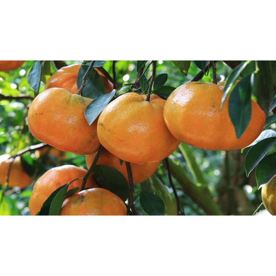Cây giống Quýt Hồng [ Lai Vung ] siêu sớm, siêu sai. ( Trồng chậu được ).
