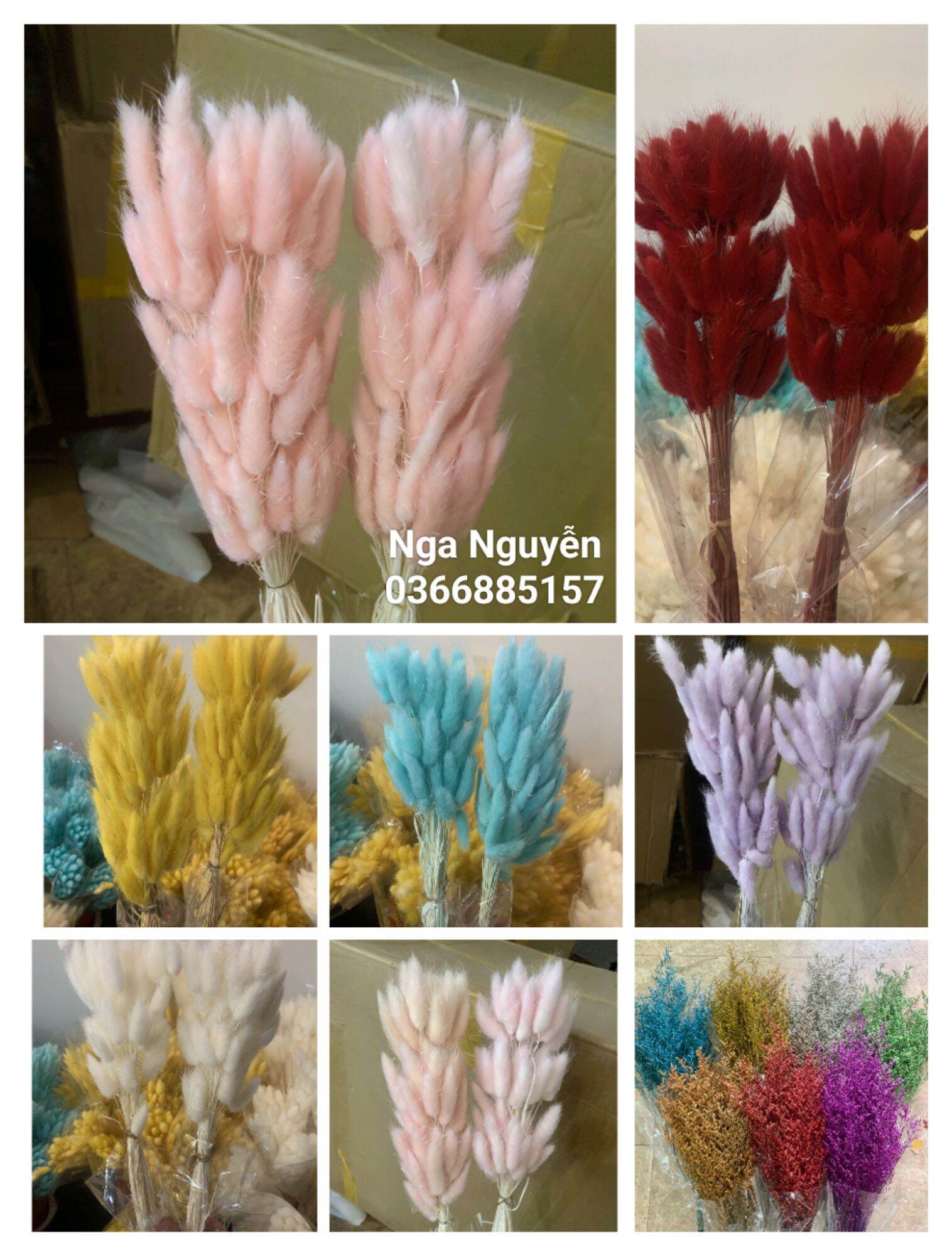 Hoa cỏ đuôi thỏ khô trang trí decor