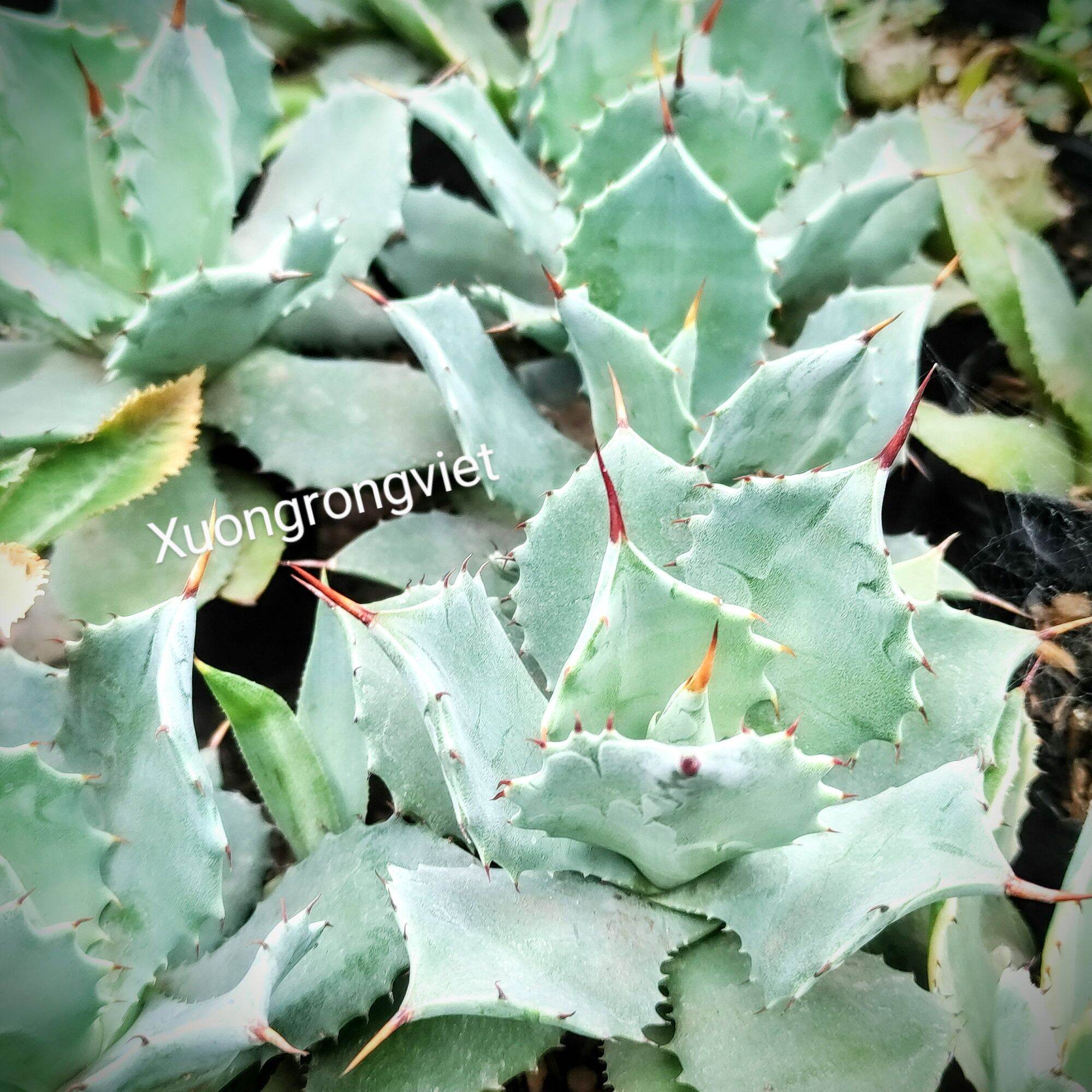 Dứa cảnh Agave Xanh Dương