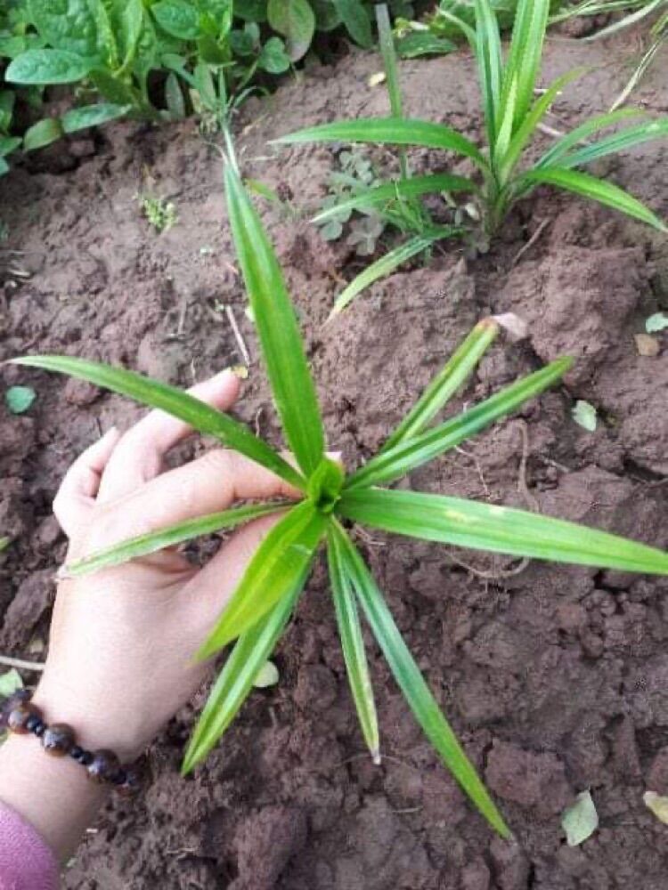 Cây lá dứa giống 10 cây