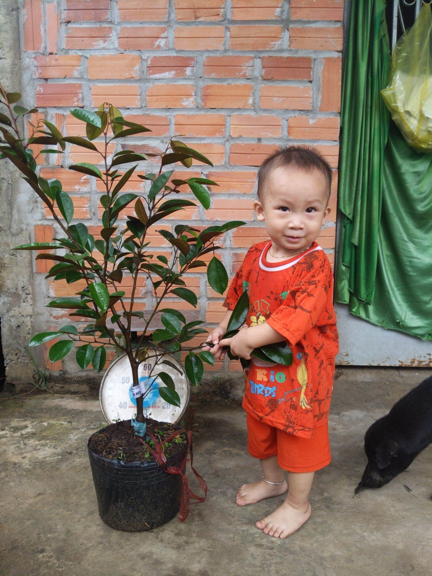 Cây giống vú sữa Lò Rèn