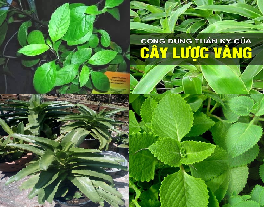 COMBO 2 CÂY HÚNG CHANH (CÂY GIỐNG TẦN DÀY LÁ)