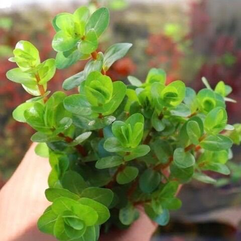 Vẫy ốc đỏ thuỷ sinh 1 cọng