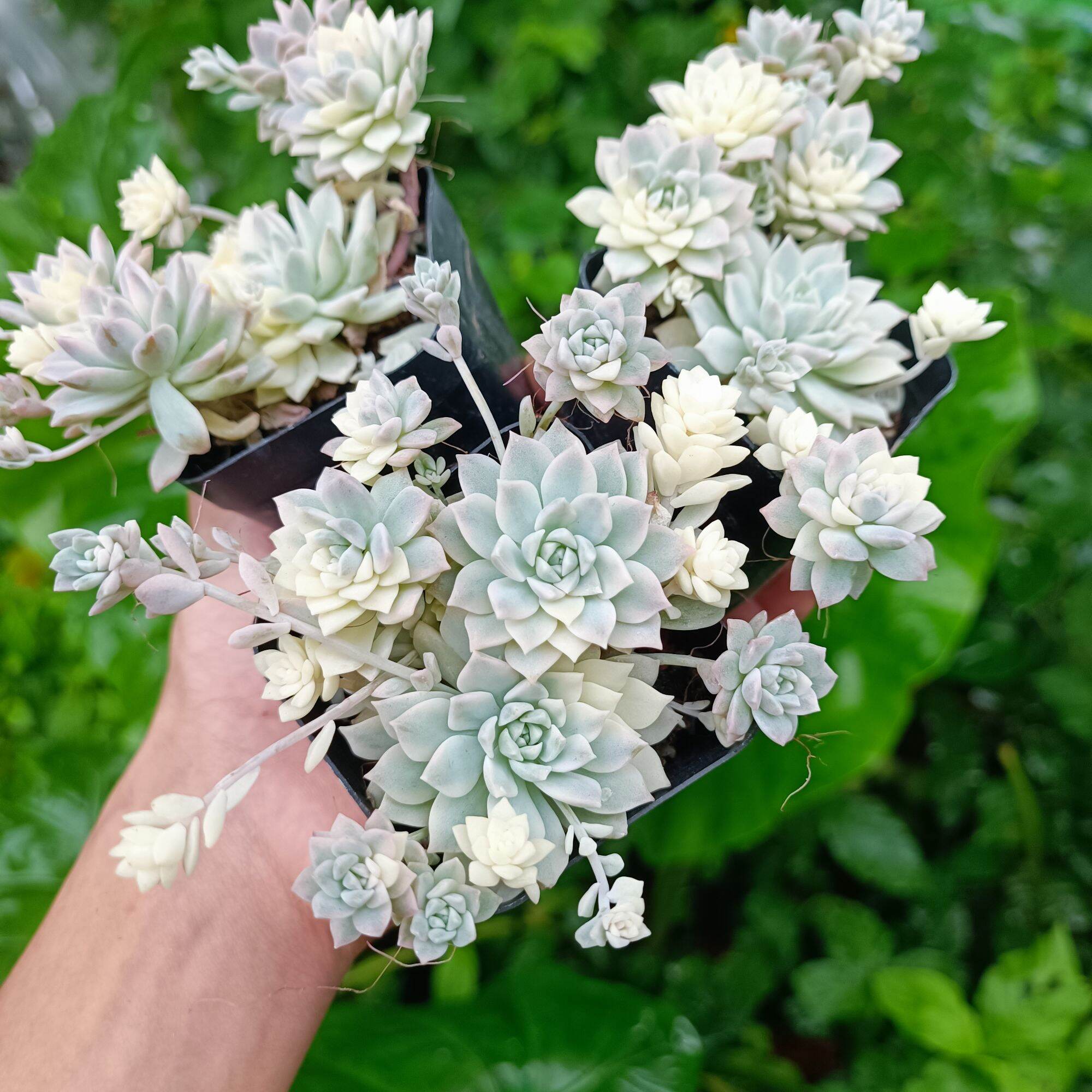 Mới_ sale 50%-sen đá hồng bạch var - đột biến thơm ngọt mùi mật ong rừng.😍