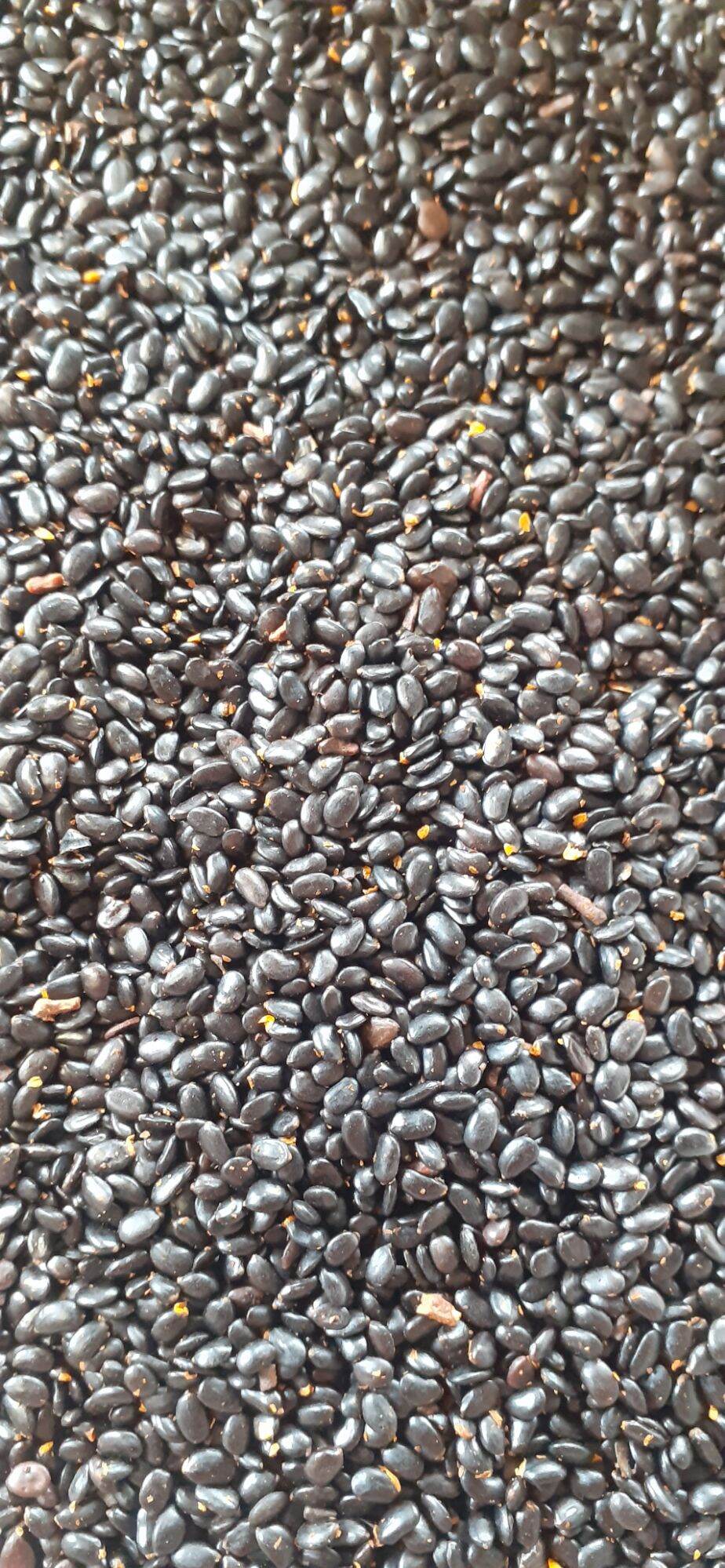 200 gram hạt keo tai tượng giống