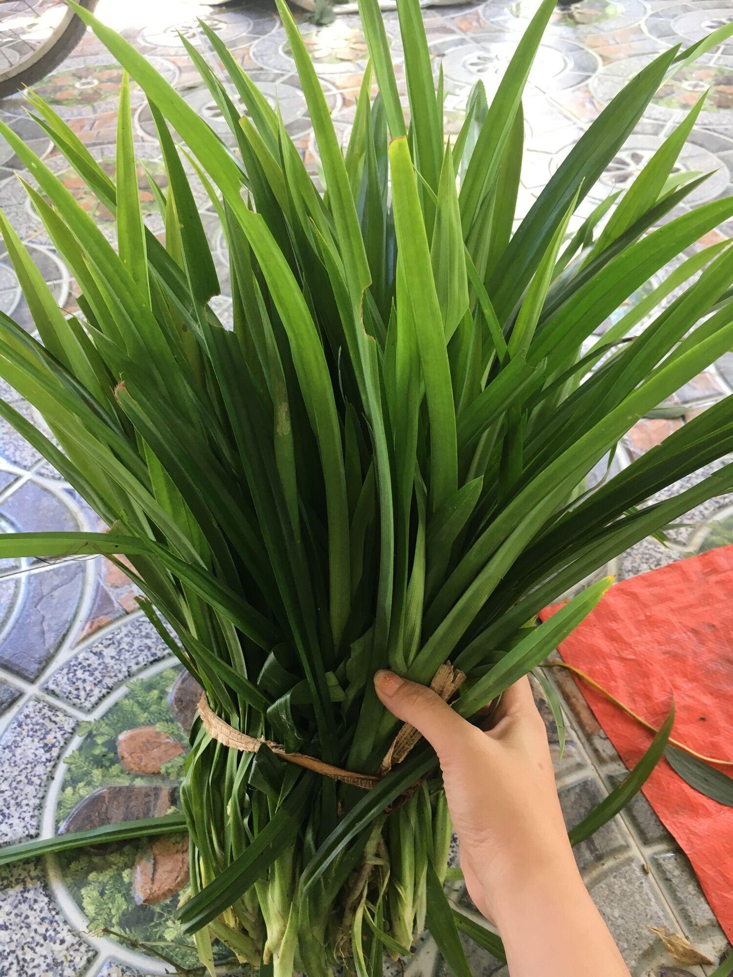 Combo 10 cây lá dứa ( lá tám, lá nếp thơm) có rễ để trồng