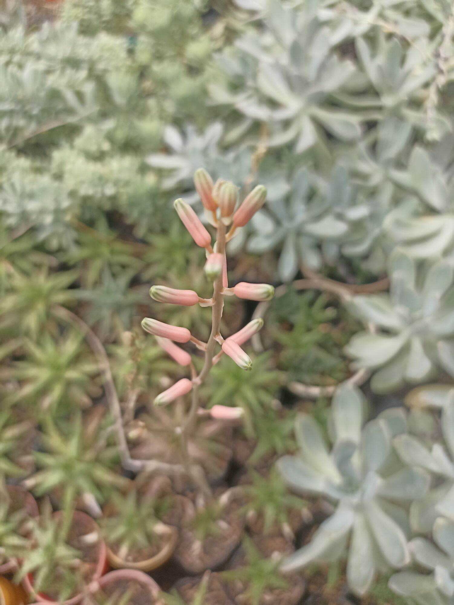 Cây ALoe Mỏ két