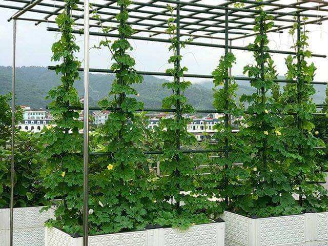 50 cọc chống cây làm giàn 1m8 fi11