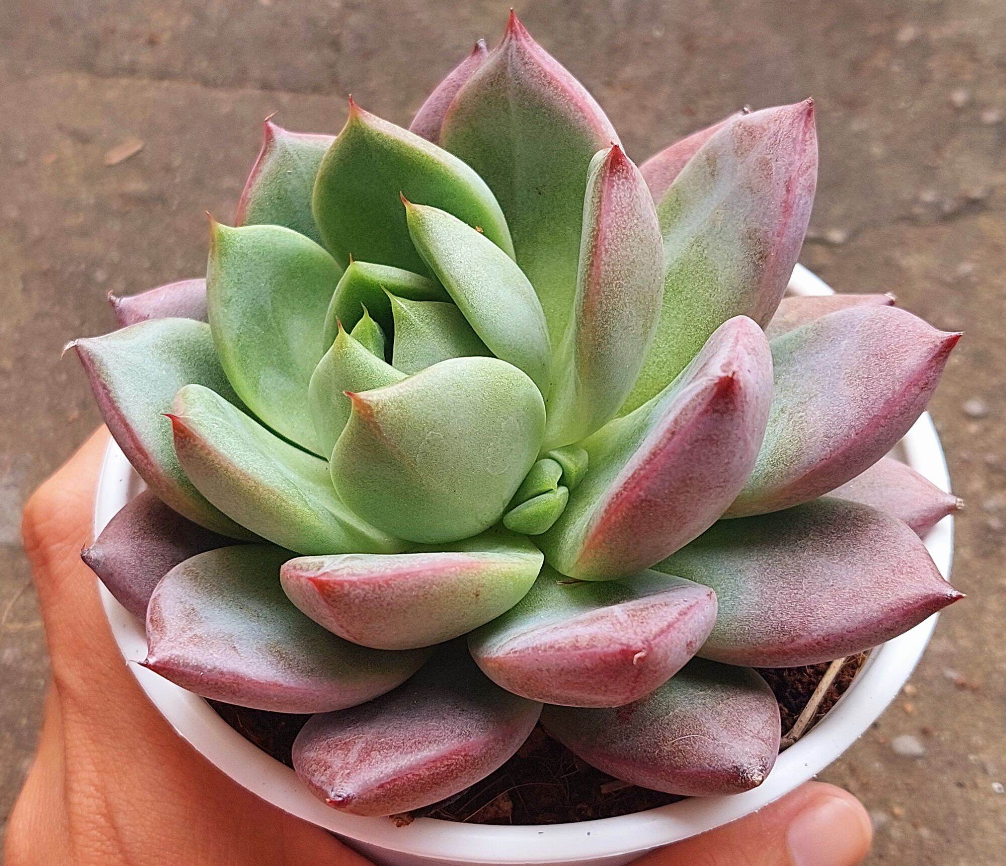 Sen đá MẬN ĐỎ size trung