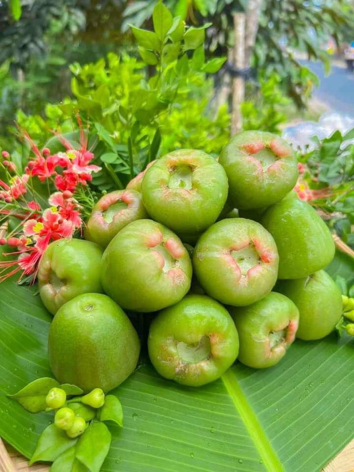 Cây giống mận xanh đường Sóc Trăng