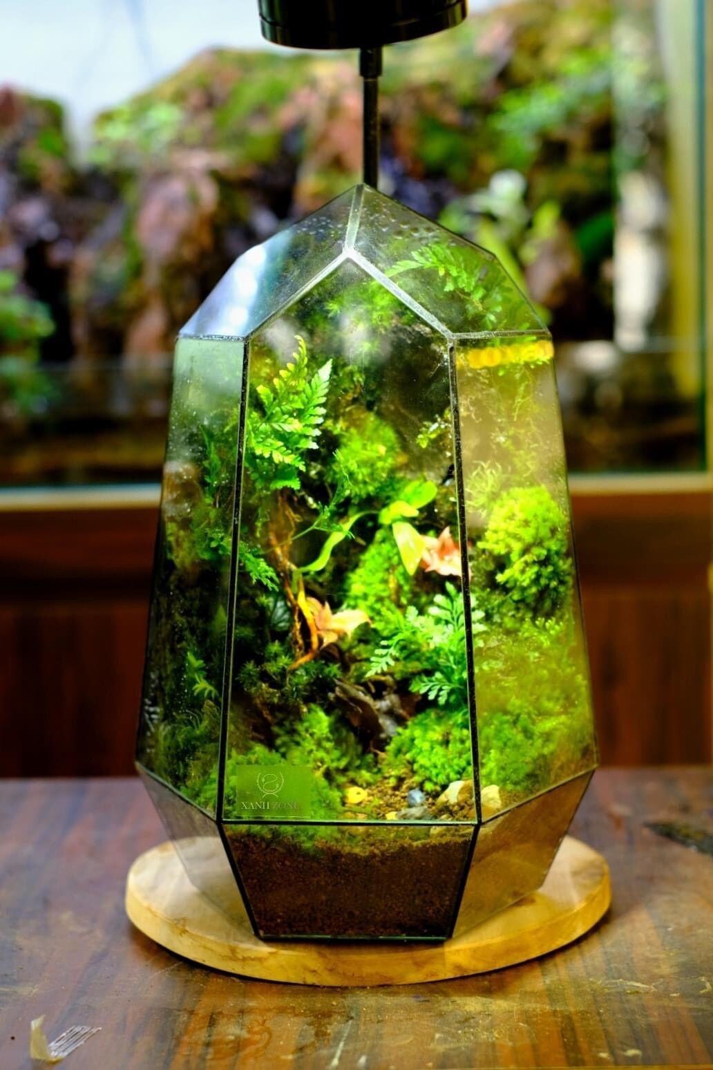 Lũa mini setup hồ bán cạn, terrarium, thủy sinh