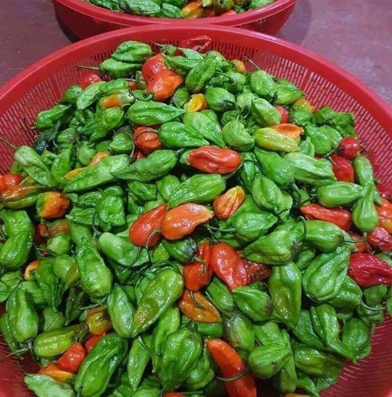 Ớt trung đoàn 1kg