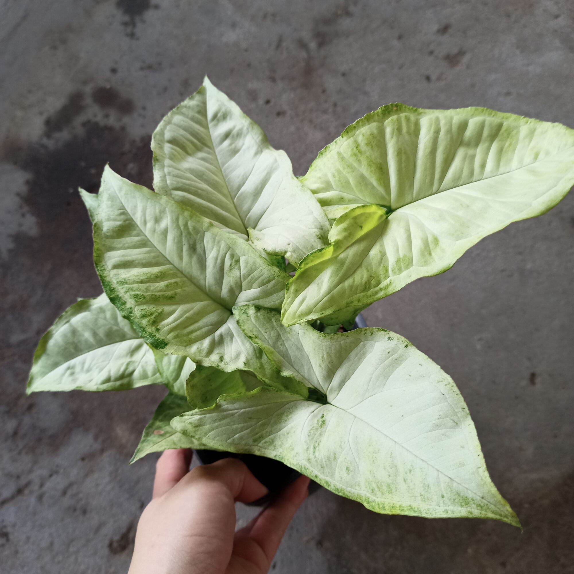 Cây trầu bà trắng