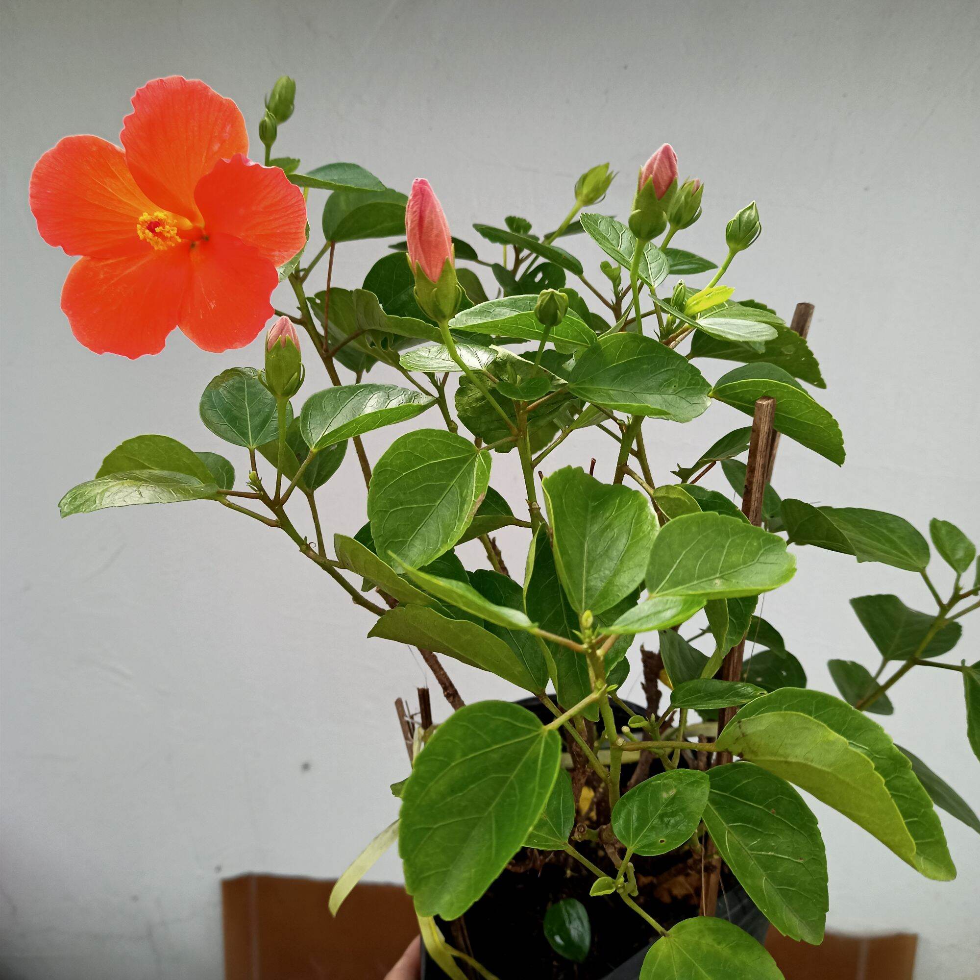 [Cây sưu tầm] Chậu cây hoa dâm bụt đơn cam
