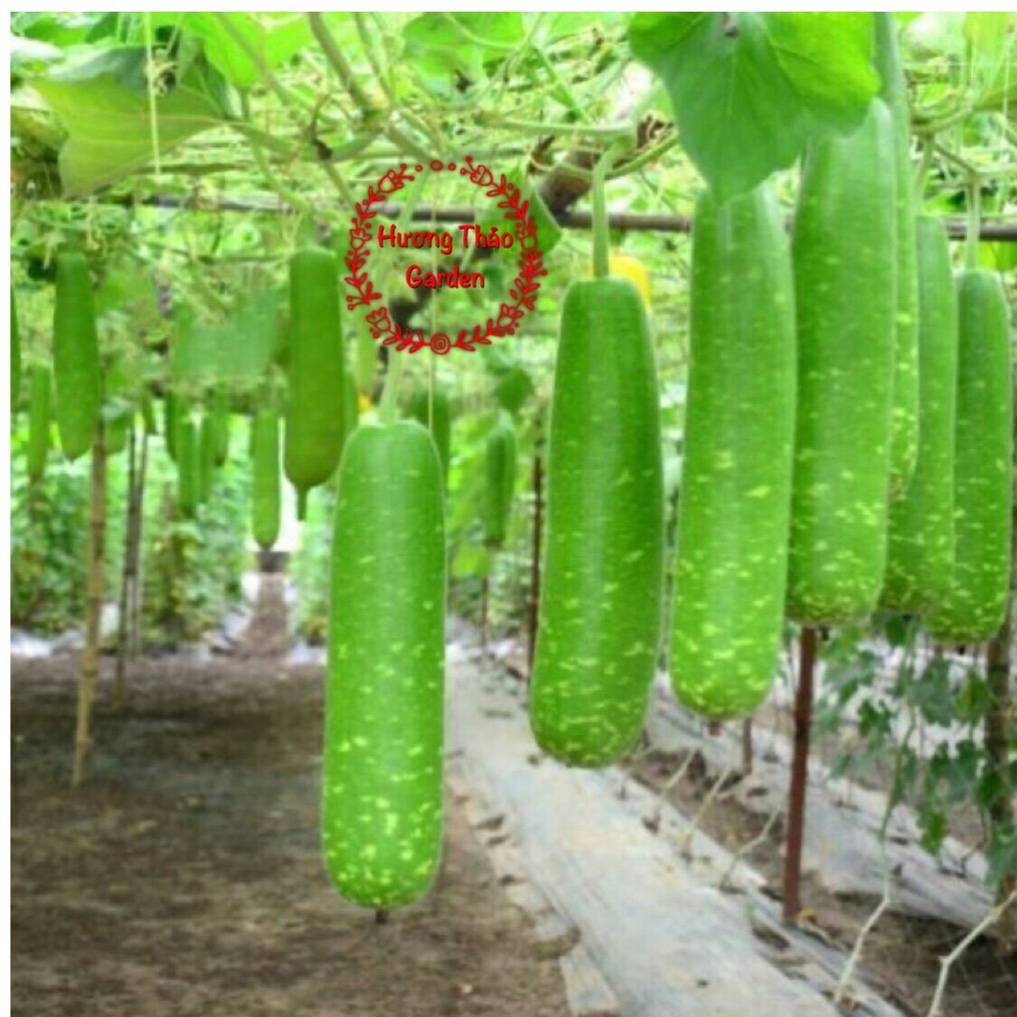Hạt Giống Bầu Sao Lai F1