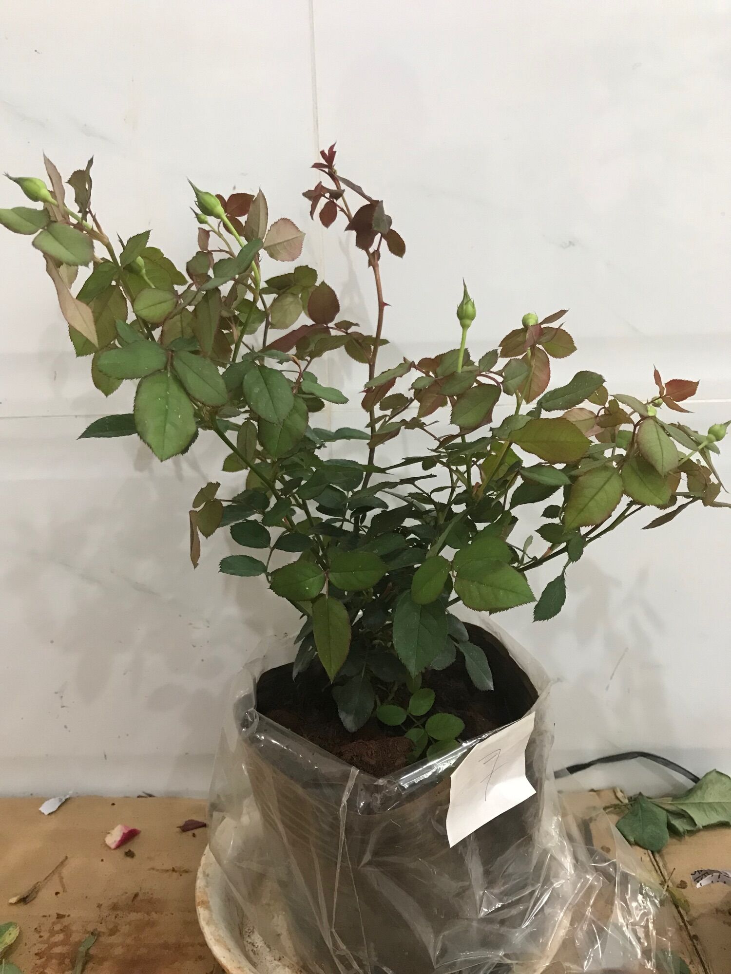 Hoa hồng ngoại Utsusemi rose