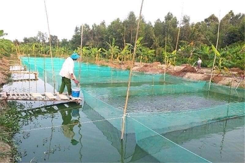 tráng ,lồng , vèo nuôi ốc ếch cá 5x2x1 ( 5li )