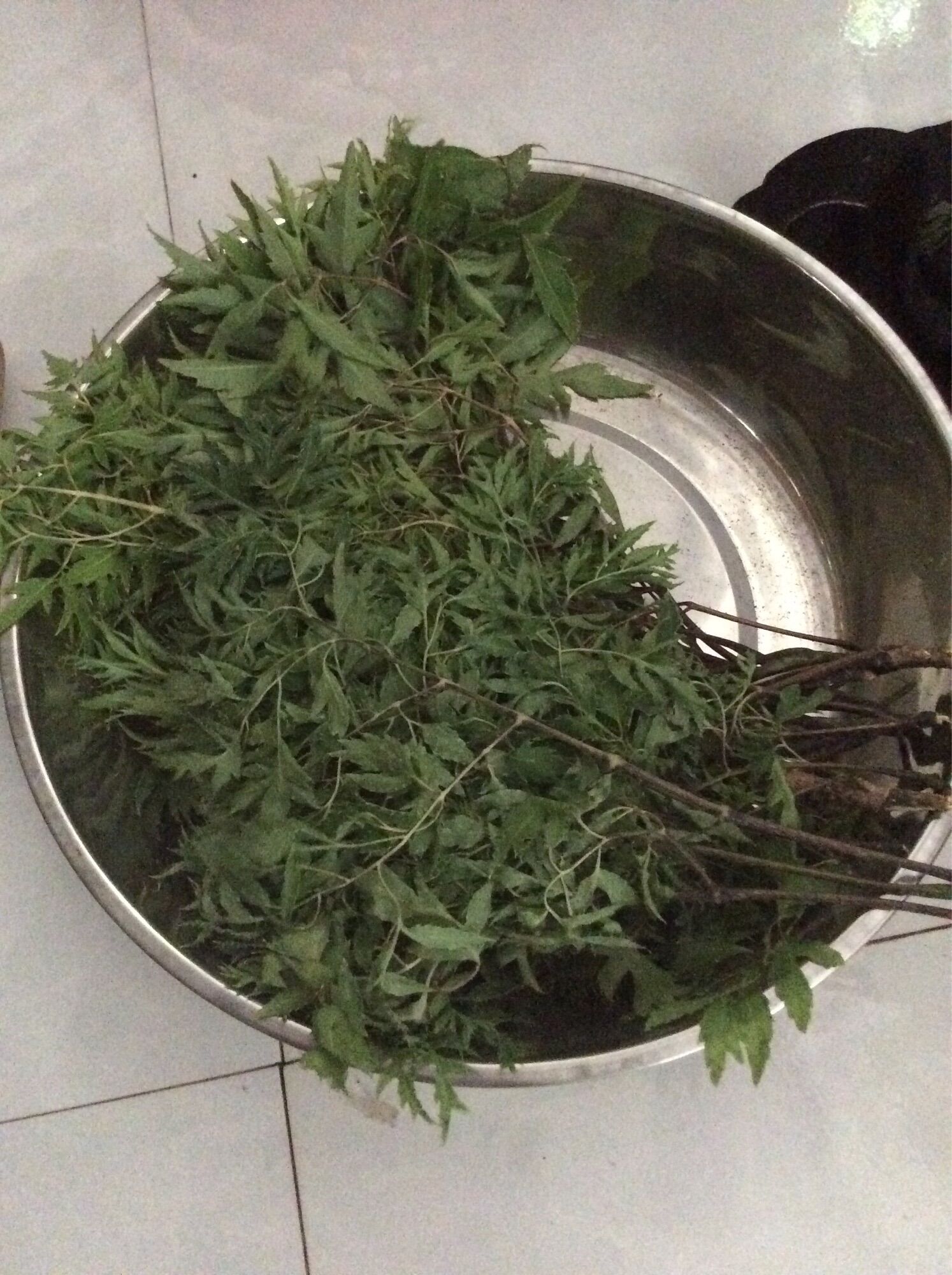 Lá đinh lăng tươi 1kg