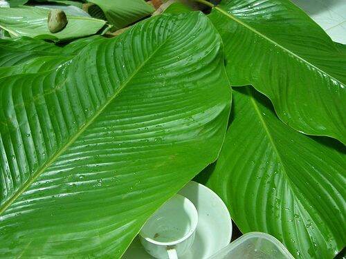 lá dong nếp dẻo dai gói bánh 100lá
