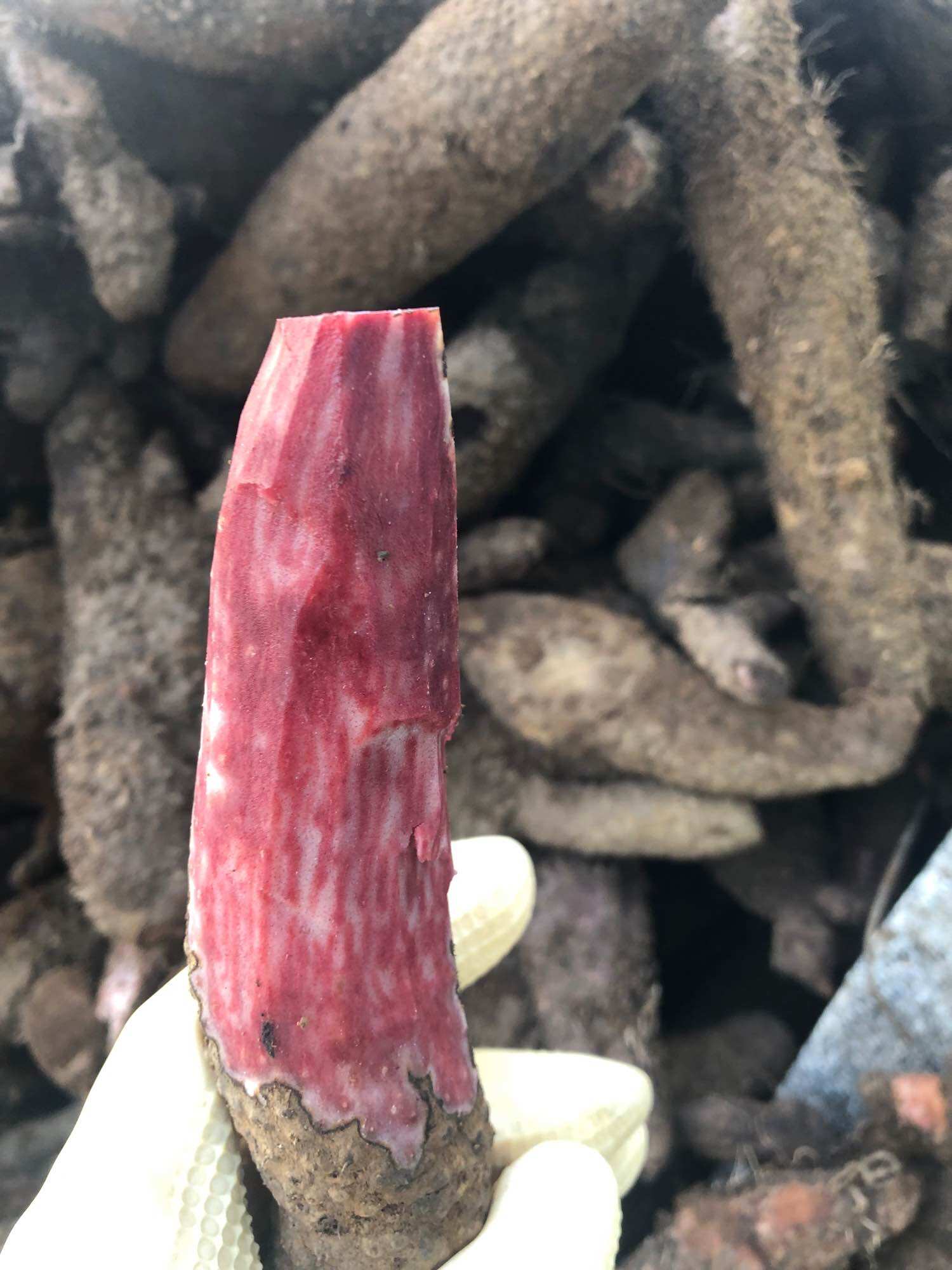Nhục thung dung nam 200k/5kg