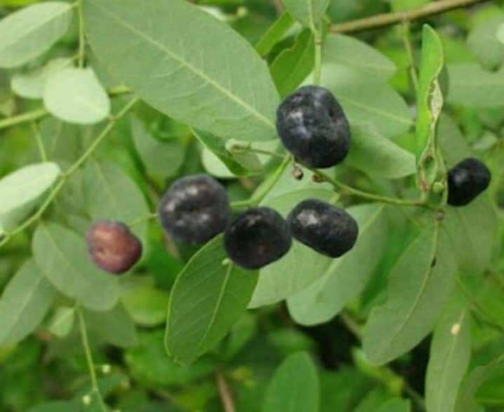 Cây phèn đen 1kg,cây nổ đồng tiền .