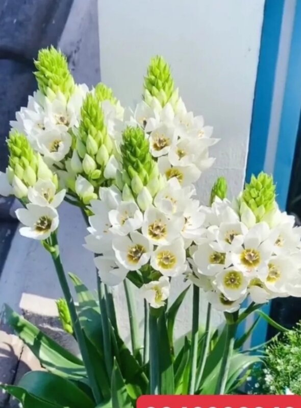 Củ Hoa Thiên Nga mắt Ngọc