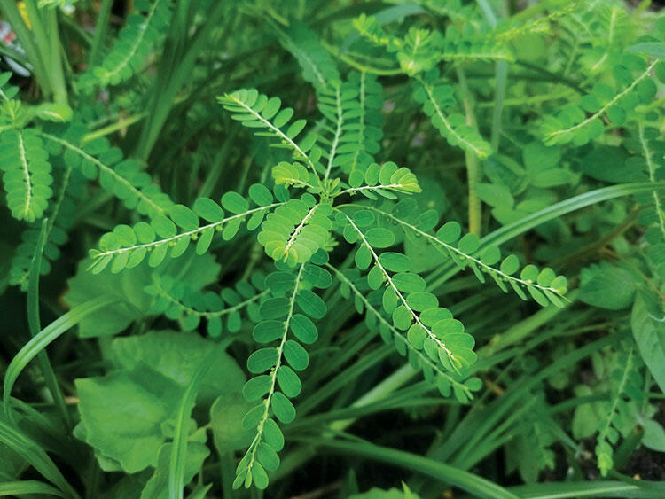 Chó Đẻ (diệp hạ châu)  . Hàng sao vàng